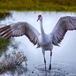 1886 Sandhill Crane (Grus canadensis)