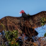 1893 Turkey Vulture (Cathartes aura)