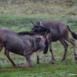 1896 Sparring Wildebeest (Connochaetes taurinus)