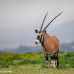 1897 Roan Antelope (Hippotragus equinus)