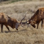 1912 European Red Deer Sparring (Cervus elaphus)