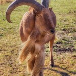 1913 Aoudad (Ammotragus lervia)