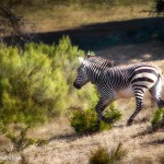 1914 Hartman's Mountain Zebra (Eqqus zebra hartmannae)