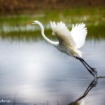 1928 Great Egret (Ardea alba)