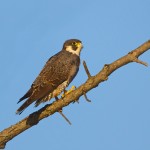 1930 Peregrine Falcon (Falco perefrinus)