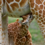 1932 Giraffe (Giraffa camelopardalis) Calf Feeding