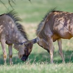 1936 Wildebeest Sparring (Connochaetes taurinus)