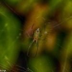 1949 Orchard Spider (Leucauge venusta)