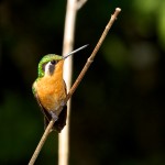 1984 Female Purple-throated Mountain Gem Hummingbird (Lampornis calolaemus)