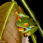 1994 Red-eyed Green Tree Frog (Agalychnis callidryas)