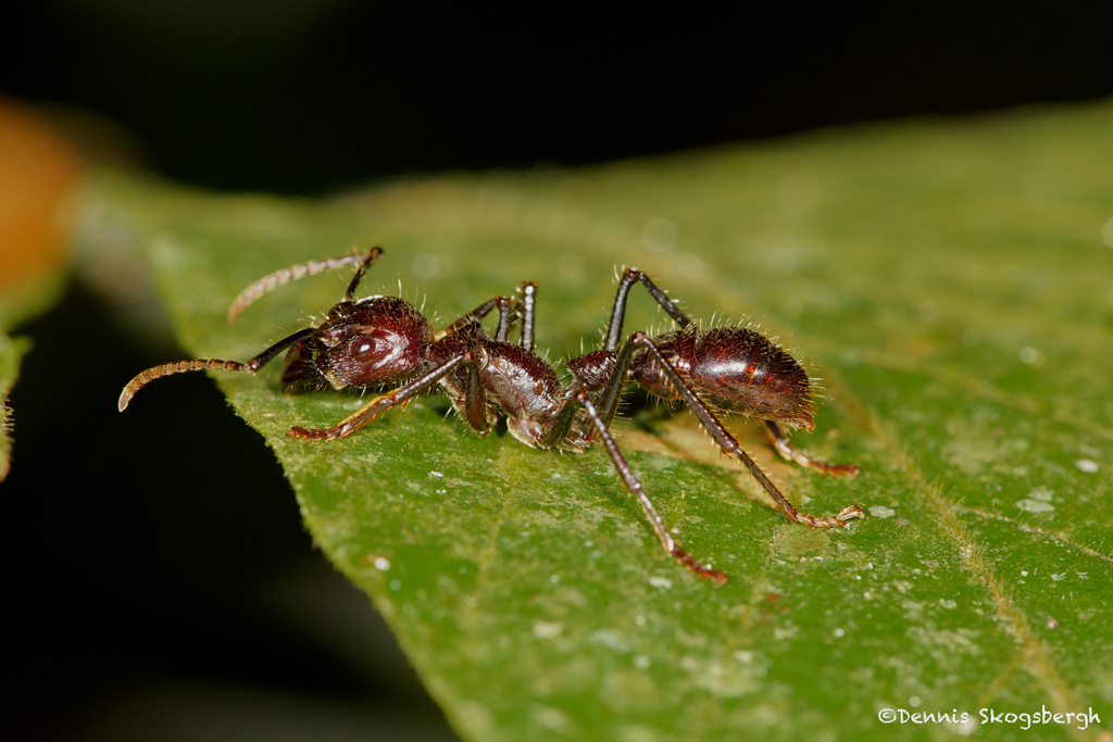 2000 Bullet Ant (Paraponera clavata), Arenal Oasis Lodge, Costa Rica ...