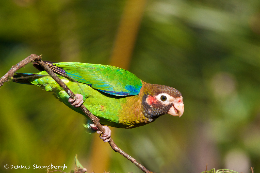 2041 Brown-hooded Parot (Pionopsitta haematotis), Laguna Del Lagarto ...