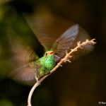 2047 Rufous-tailed Hummingbird (Amazilia tzacatl)