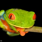 2051 Red-eyed Green Tree Frog (Agalychnis callidryas)