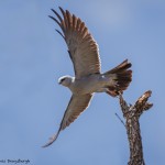 2075 Mississippi Kite (Ictinia mississippiensis)