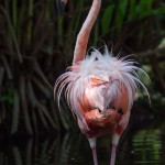 2079 Flamingo (Phoenicopterus ruber)