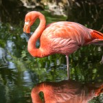 2080 Flamingo (Phoenicopterus ruber)