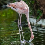 2081 Flamingo (Phoenicopterus ruber)