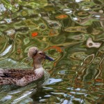 2082 Crested Duck