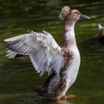 2083 Crested Duck