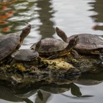 2085 Hispaniolan Sliders (Trachemys decorata)