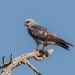 2087 Mississippi Kite (Ictinia mississippiensis)