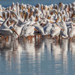 2100 American White Pelicans