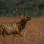 2103 Bull Elk