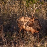 2105 Bull Elk