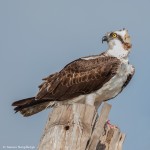 2111 Osprey (Pandion haliaetus)