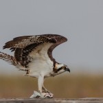 2113 Osprey (Pandion haliaetus), McFaddin National Wildlife Refuge, TX