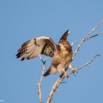 2119 Red-tailed Hawk