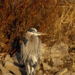 2120 Great Blue Heron