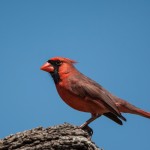 2124 Male Northern Cardinal (Cardinalis cardinalis)