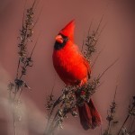 2147 Male Cardinal