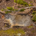 2169 Columbian Ground Squirrel (Spermophilus columbianus)