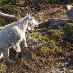 2171 Young Mountain Goat (Oreamnos americanus)