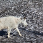 2172 Young Mountain Goat (Oreamnos americanus)