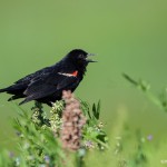 2178 Red-winged Blackbird (Agelaius phoeniceus)