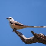 2179 Scissor-tailed Flycatcher (Tyrannus forficatus)