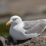 2180 Herring Gull (Larus argentatus)