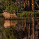 2185 Bull Elk, Sunrise