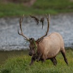 2187 Bull Elk, Rut
