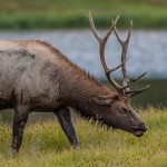 2188 Bull Elk
