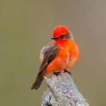 2192 Vermillion Flycatcher (Pyrocelphalus rubinus)