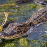 2196 Young American Alligator (Alligator mississippiensis)