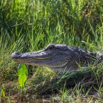 2199 Alligator (Alligator mississippiensis)