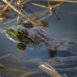 2201 Common Bullfrog