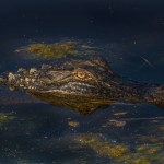 2205 Alligator (Alligator mississippiensis)