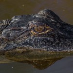 2208 Alligator (Alligator mississippiensis)